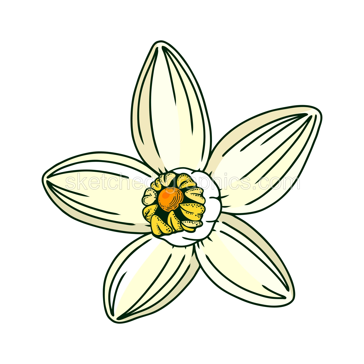 Hand-drawn yuzu flower illustration in color. Floral vector element in engraving style. Citrus fruit flower isolated on white background. Delicate botanical drawing line art Illustration